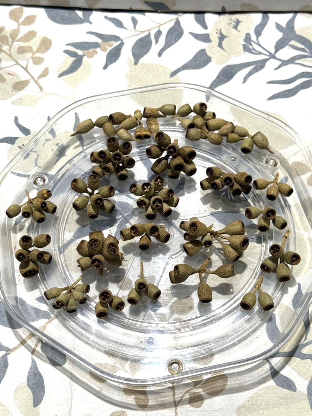 Natural Eucalyptus Gum Nuts - Decorative Pods